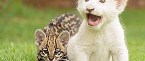 Preview wallpaper tiger, big cat, young, grass