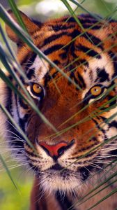 Preview wallpaper tiger, branches, leaves, face, hunting