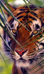 Preview wallpaper tiger, branches, leaves, face, hunting