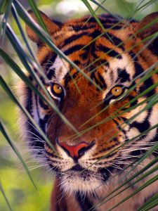 Preview wallpaper tiger, branches, leaves, face, hunting
