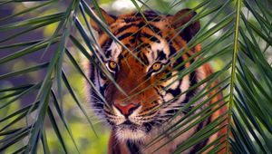 Preview wallpaper tiger, branches, leaves, face, hunting