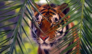 Preview wallpaper tiger, branches, leaves, face, hunting