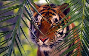 Preview wallpaper tiger, branches, leaves, face, hunting