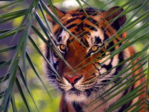 Preview wallpaper tiger, branches, leaves, face, hunting