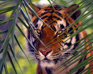 Preview wallpaper tiger, branches, leaves, face, hunting