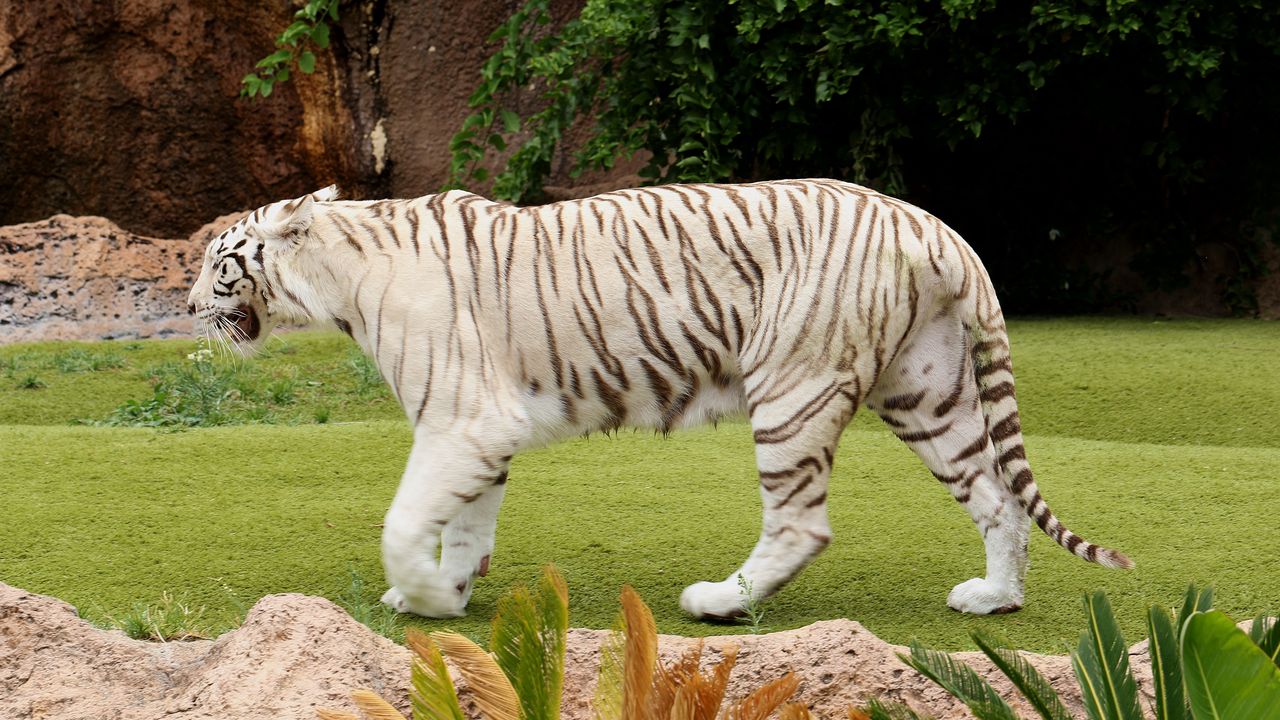 Wallpaper tiger, carnivore, walking, grass