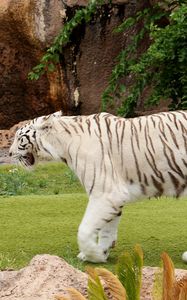 Preview wallpaper tiger, carnivore, walking, grass