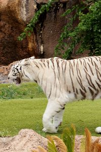 Preview wallpaper tiger, carnivore, walking, grass
