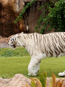 Preview wallpaper tiger, carnivore, walking, grass