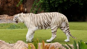 Preview wallpaper tiger, carnivore, walking, grass