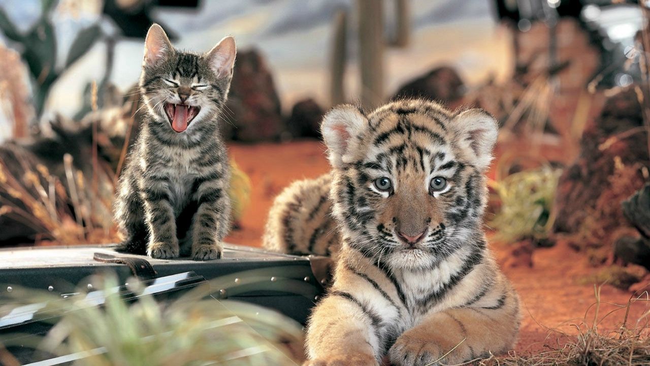 Wallpaper tiger, cat, cat family, crying, friendship