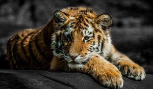Preview wallpaper tiger, cat, predator, baby, lie down