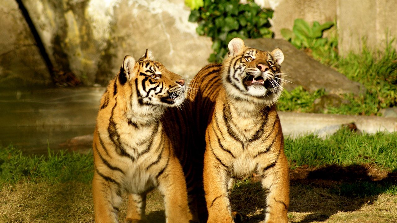 Wallpaper tiger, couple, cubs, striped