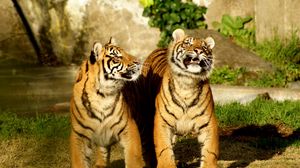 Preview wallpaper tiger, couple, cubs, striped