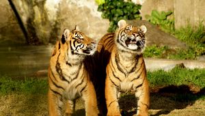 Preview wallpaper tiger, couple, cubs, striped