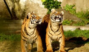 Preview wallpaper tiger, couple, cubs, striped