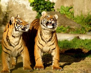 Preview wallpaper tiger, couple, cubs, striped