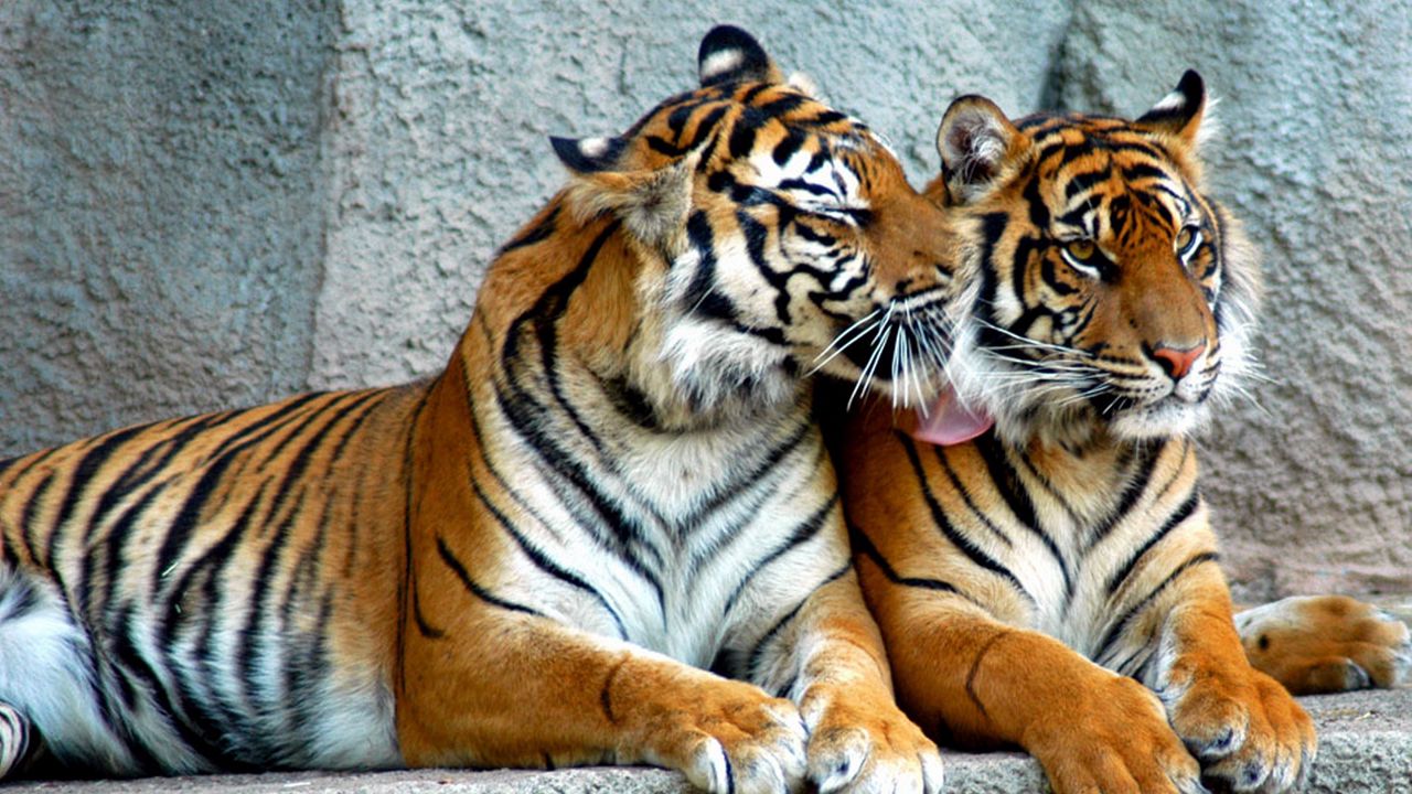 Wallpaper tiger, couple, predators, striped, big cats