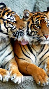 Preview wallpaper tiger, couple, predators, striped, big cats