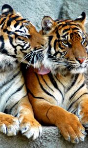 Preview wallpaper tiger, couple, predators, striped, big cats