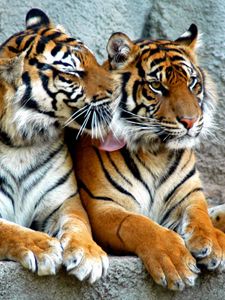 Preview wallpaper tiger, couple, predators, striped, big cats