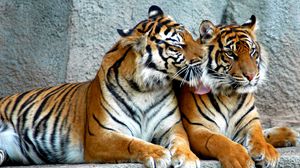Preview wallpaper tiger, couple, predators, striped, big cats