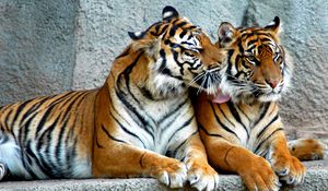 Preview wallpaper tiger, couple, predators, striped, big cats