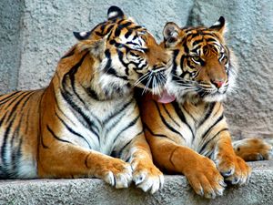 Preview wallpaper tiger, couple, predators, striped, big cats