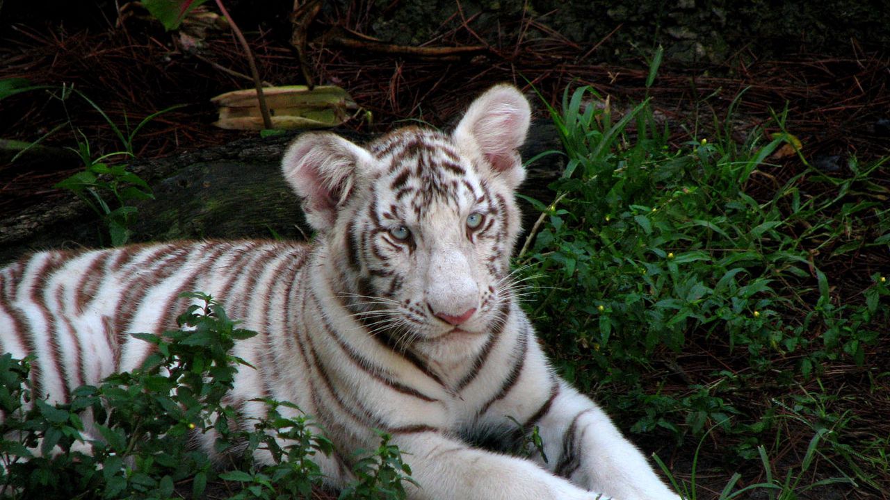 Wallpaper tiger cub, albino, big cat, tabby, grass, sit