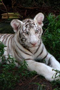 Preview wallpaper tiger cub, albino, big cat, tabby, grass, sit