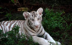 Preview wallpaper tiger cub, albino, big cat, tabby, grass, sit