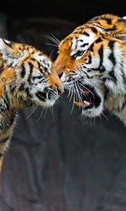 Preview wallpaper tiger, cub, couple, caring, big cat