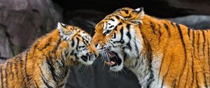 Preview wallpaper tiger, cub, couple, caring, big cat