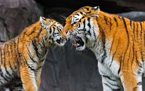 Preview wallpaper tiger, cub, couple, caring, big cat