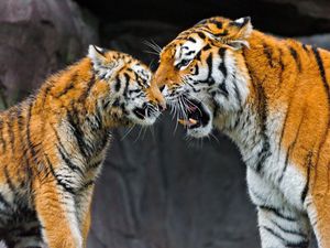 Preview wallpaper tiger, cub, couple, caring, big cat