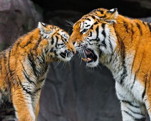 Preview wallpaper tiger, cub, couple, caring, big cat