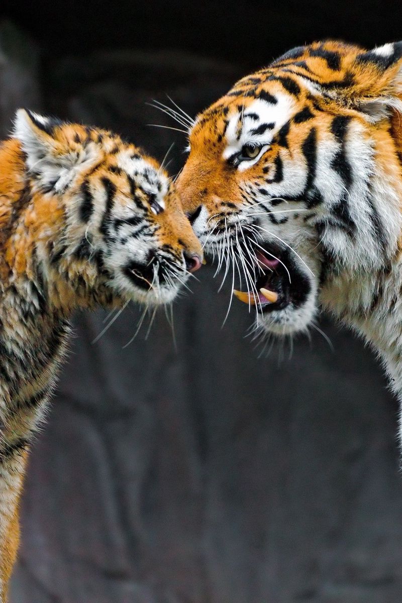 Download Wallpaper 800x1200 Tiger Cub Couple Caring Big Cat Iphone 4s 4 For Parallax Hd