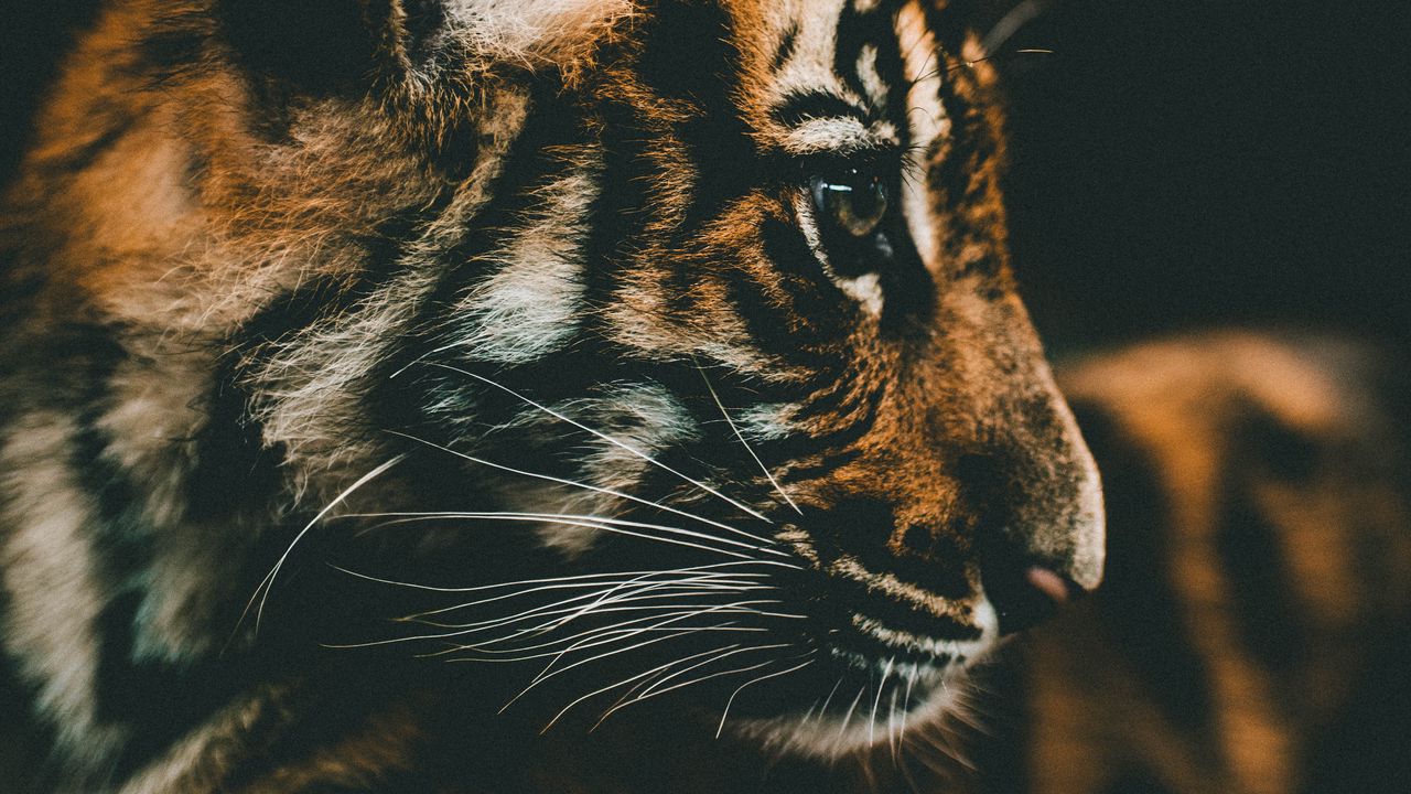 Wallpaper tiger cub, cub, muzzle, profile