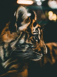 Preview wallpaper tiger cub, cub, muzzle, profile
