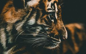 Preview wallpaper tiger cub, cub, muzzle, profile