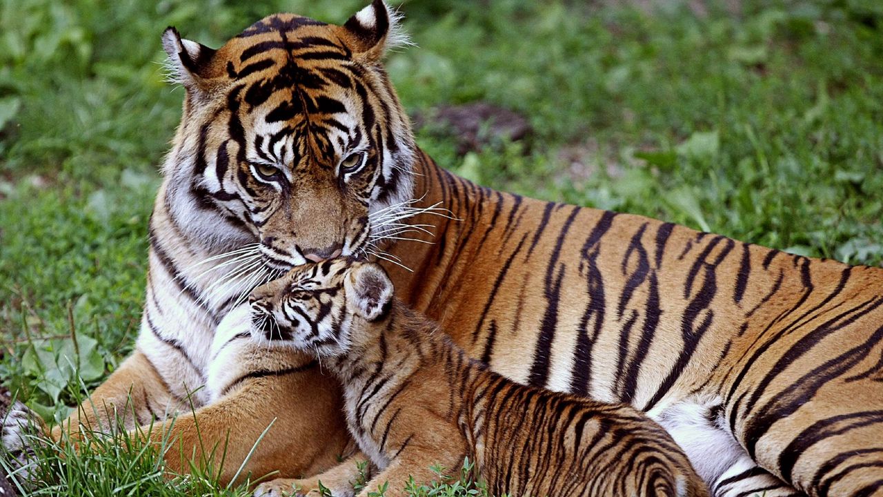 Wallpaper tiger, cub, down, family, care, baby, big cat, predator