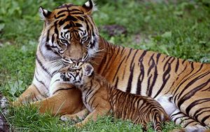 Preview wallpaper tiger, cub, down, family, care, baby, big cat, predator