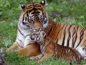 Preview wallpaper tiger, cub, down, family, care, baby, big cat, predator