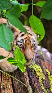Preview wallpaper tiger, cub, grass, leaves, lie