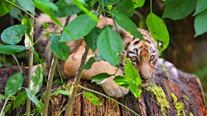 Preview wallpaper tiger, cub, grass, leaves, lie