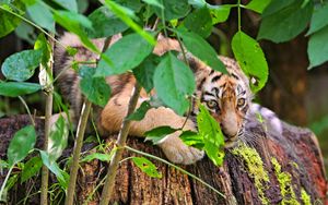 Preview wallpaper tiger, cub, grass, leaves, lie