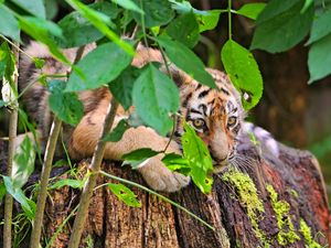 Preview wallpaper tiger, cub, grass, leaves, lie