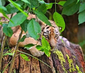 Preview wallpaper tiger, cub, grass, leaves, lie