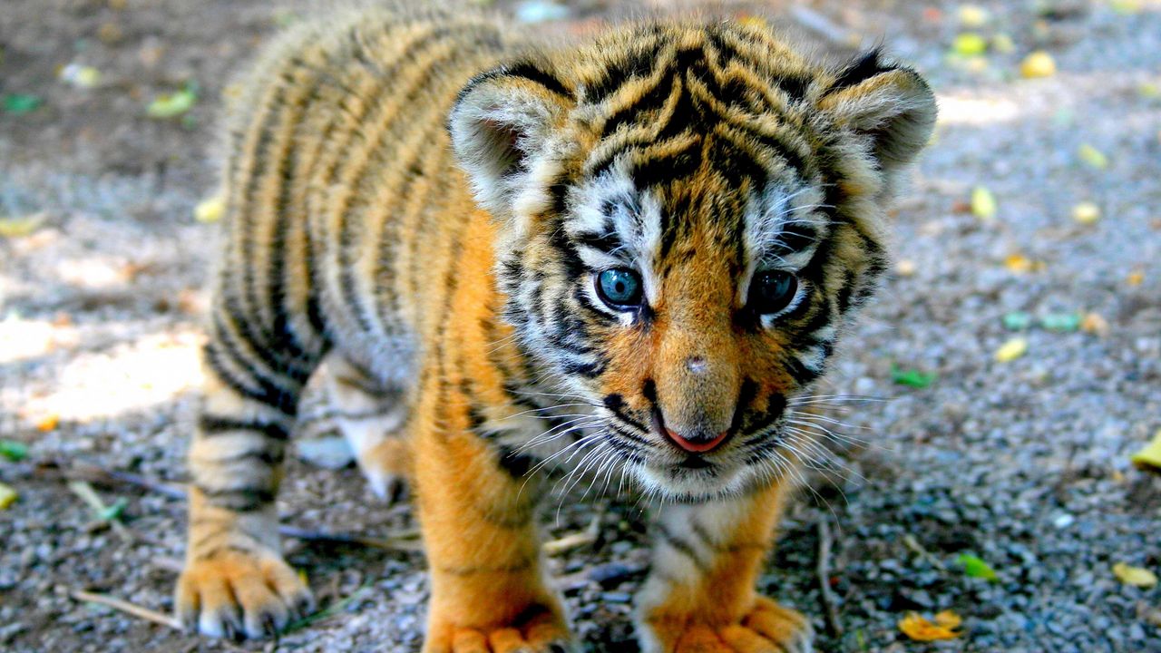 Wallpaper tiger, cub, look, kid
