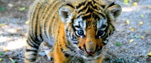 Preview wallpaper tiger, cub, look, kid